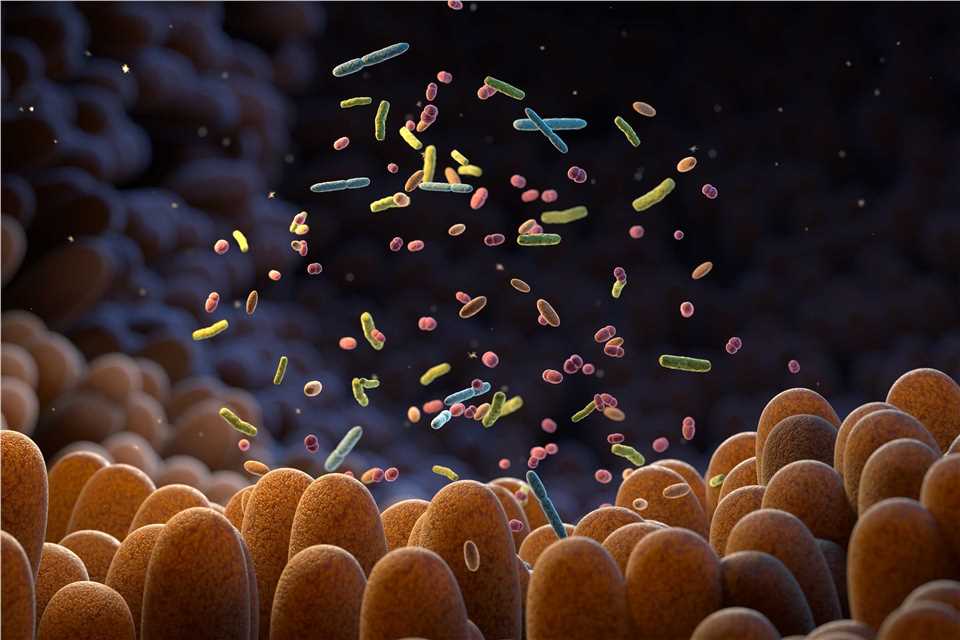 Gut Microbiome Helps Control Intestinal Digestion and the Immune System. (Creative Biolabs Authorized)