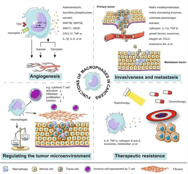 Macrophages play an important role in cancer.