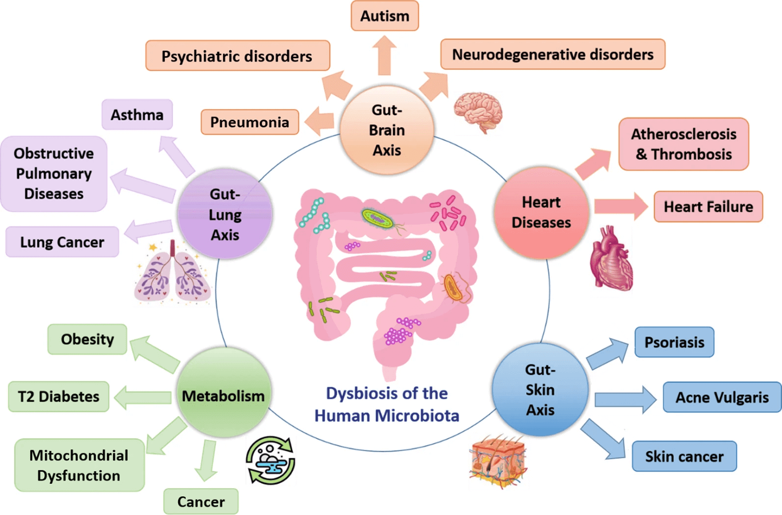 The Role of Gut Microbiota Analysis in Understanding Systemic Health Connections.