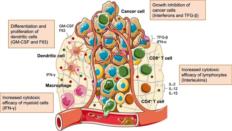 Fig.1 A schematic overview of major immune cells and proinflammatory cytokines in the TME. (OA Literature)