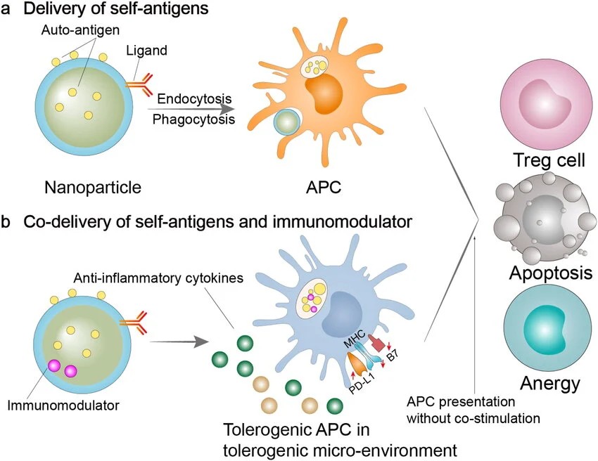 Fig 1. Immunomodulatory nano-preparations for the delivery of self-antigens or self-antigens plus immunomodulators. (OA Literature)
