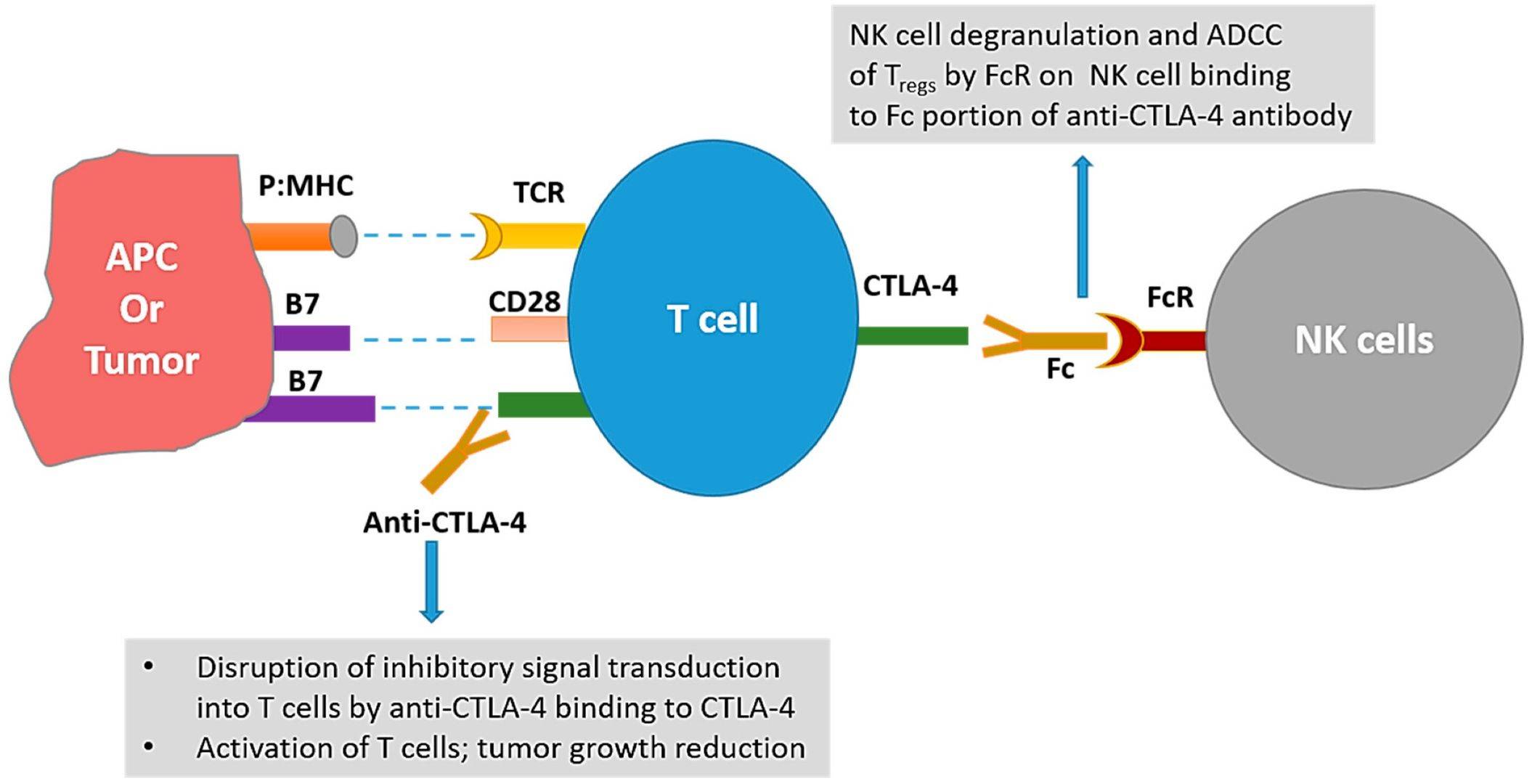 Fig.1 CTLA-4 blockade in cancer therapy: mechanisms underlying antibody-mediated tumor rejection. (OA Literature)