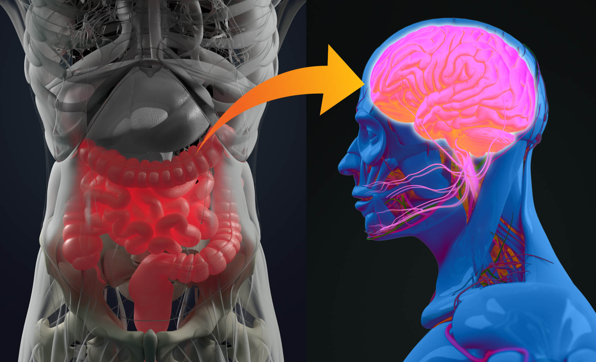 The Schematic of Gut-Brain Axis. (Creative Biolabs Authorized)