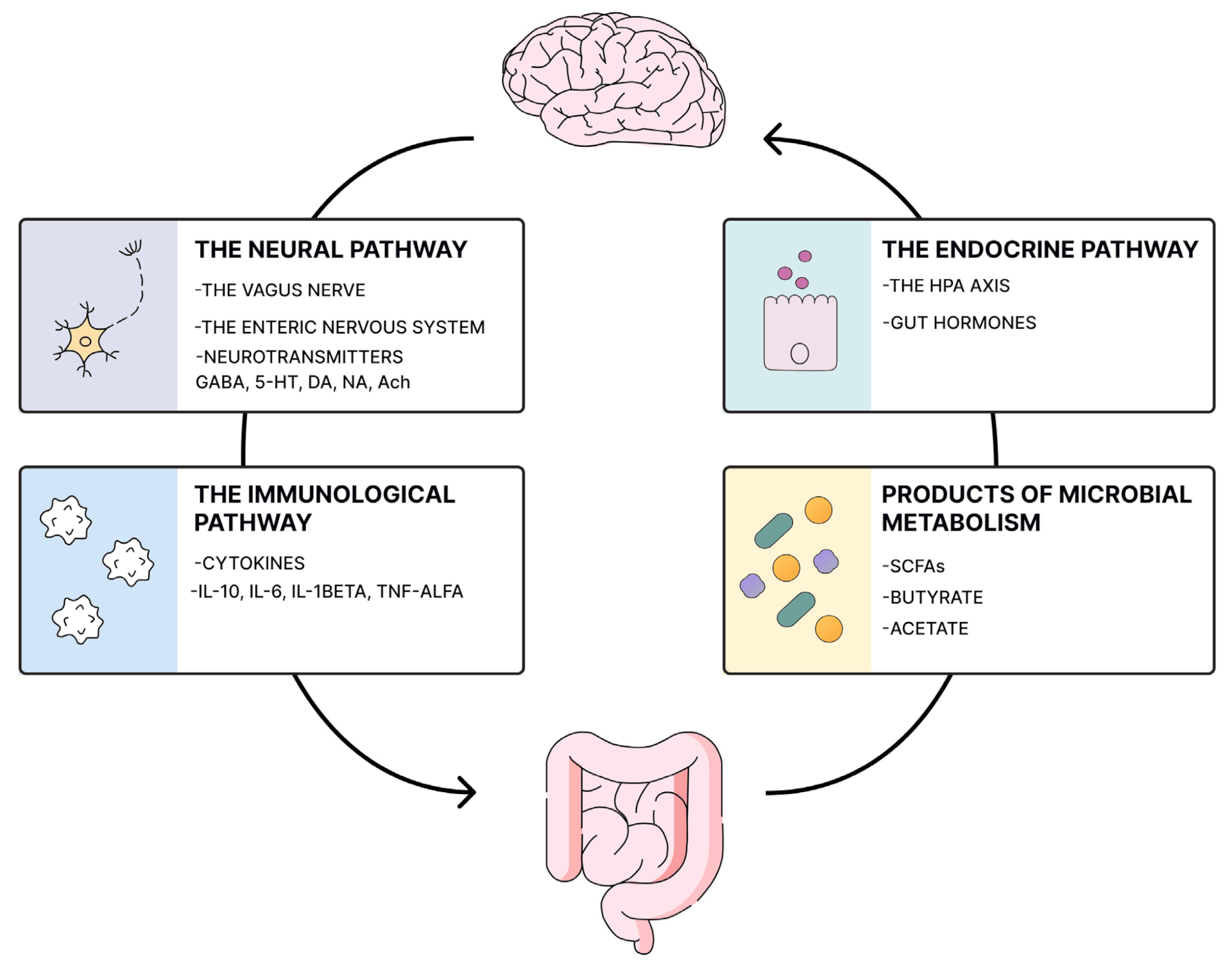 Fig.1 Pathways of Immune Signaling Regulating the Microbiota-Gut-Brain Axis.