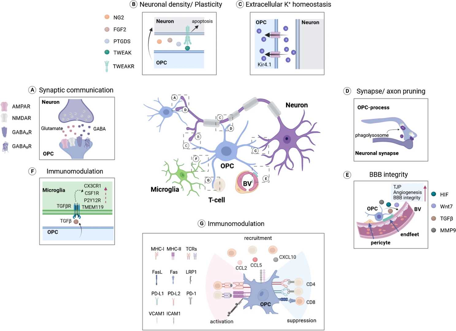Fig.1 Illustration showing OPC integration into neural circuits via diverse pathways.