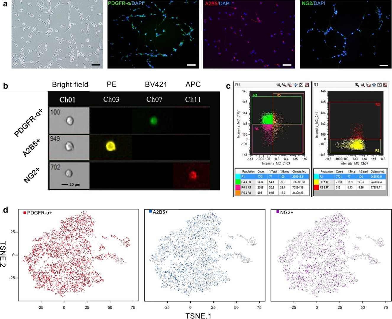 Fig.2 Diagram illustrating the identification of human OPC markers using advanced detection methods.