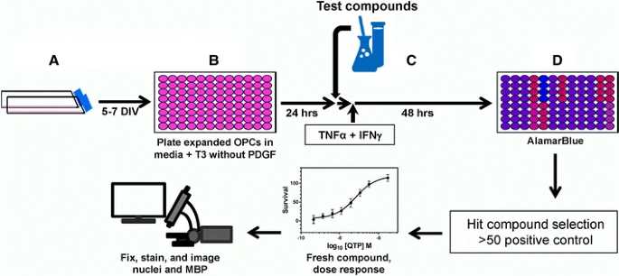 Fig.3 Flowchart depicting the cytokine-mediated oligodendrocyte protection assay process.