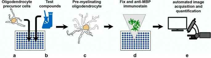 Fig.4 Flow scheme of the acute OL differentiation assay.