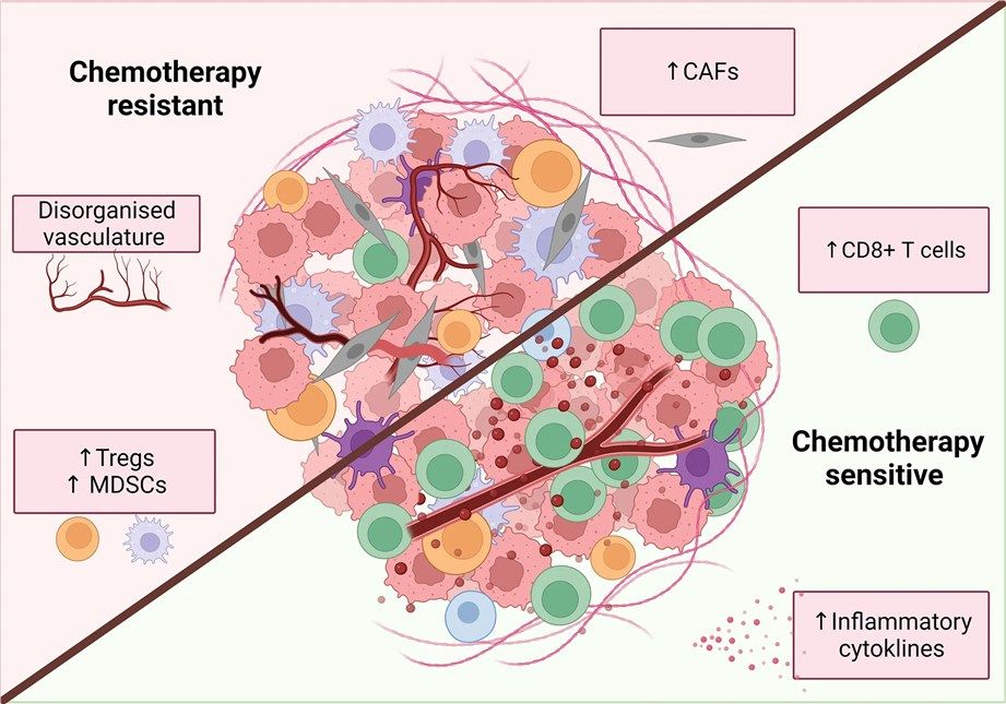 Fig 1. Inflamed, immune-infiltrated tumors respond to chemotherapy. (OA Literature)