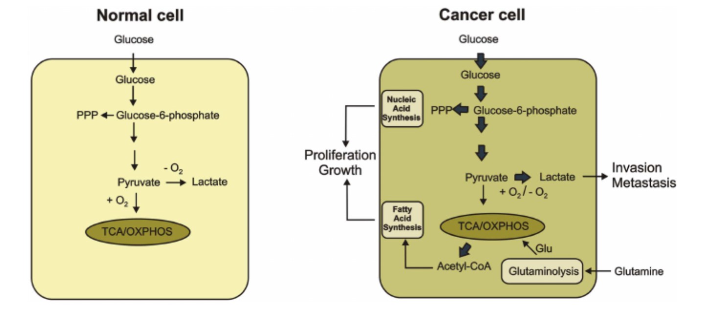 Fig.1 Comparative metabolic profiles of normal vs. cancer cells.