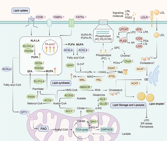 Fig.1Cancer-associated lipid metabolic reprogramming.