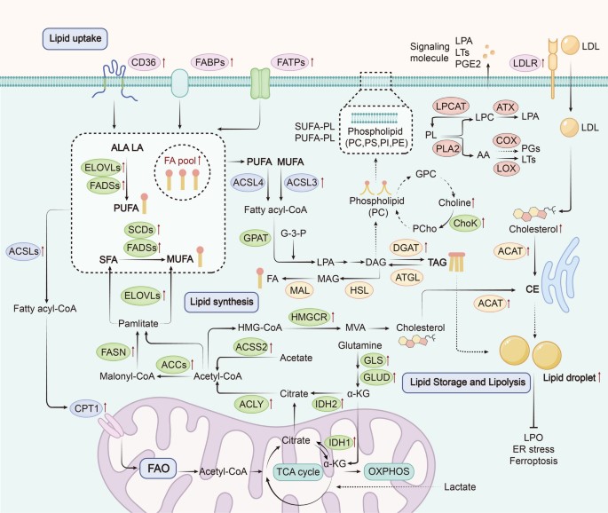 Lipid metabolic reprogramming in cancer.