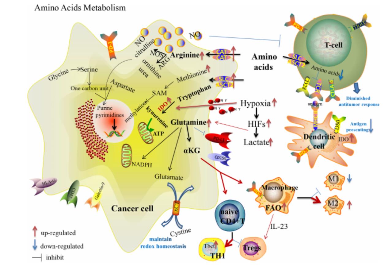 Amino acid metabolic reprogramming in cancer.