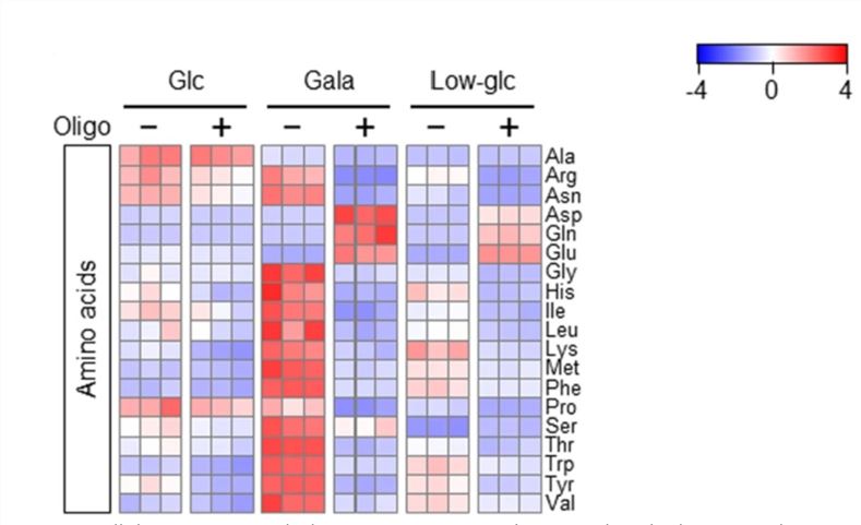 Analysis of amino acid metabolism in PANC-1 cells.