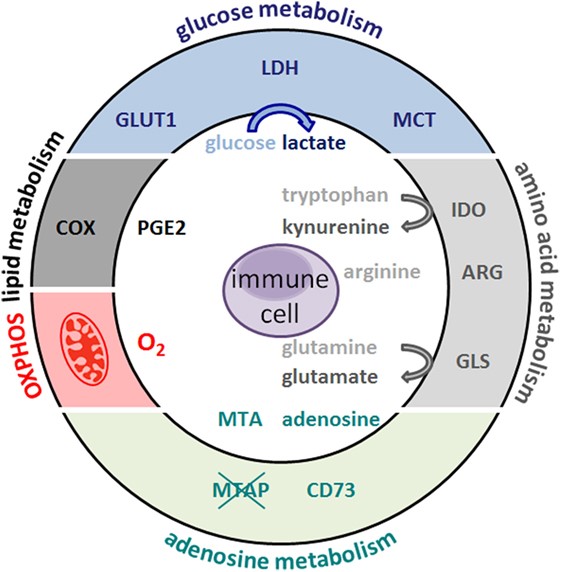 Fig.1 Metabolic hallmarks of tumors.