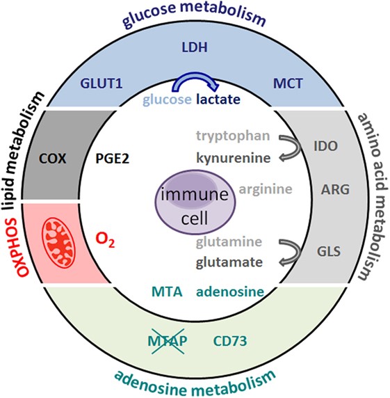 Tumor metabolic hallmarks. (Guo, et al., 2018)