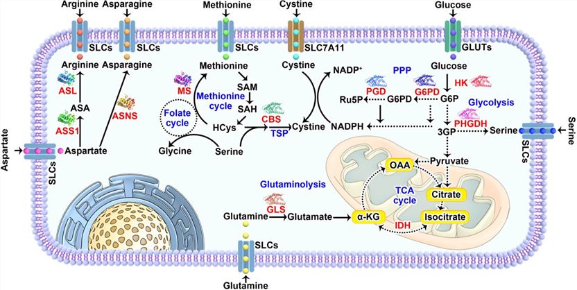 Fig.1 Tumor-specific nutrient uptake signaling pathways.