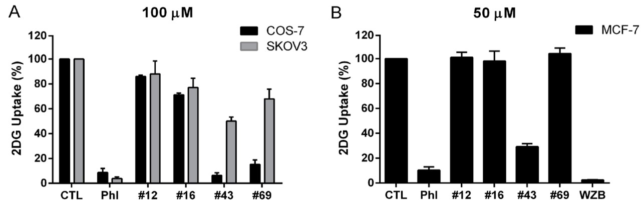 Fig.2 Impact of GLUT1 inhibitors on glucose uptake.