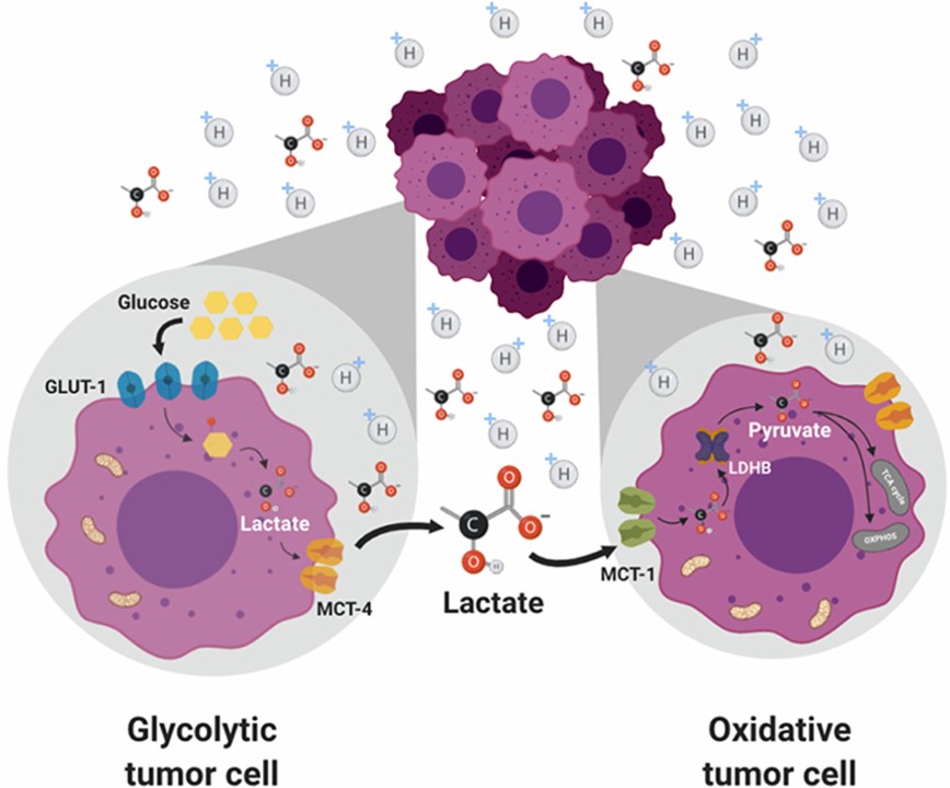 Fig.1 Metabolic coupling and symbiotic interactions in tumors.
