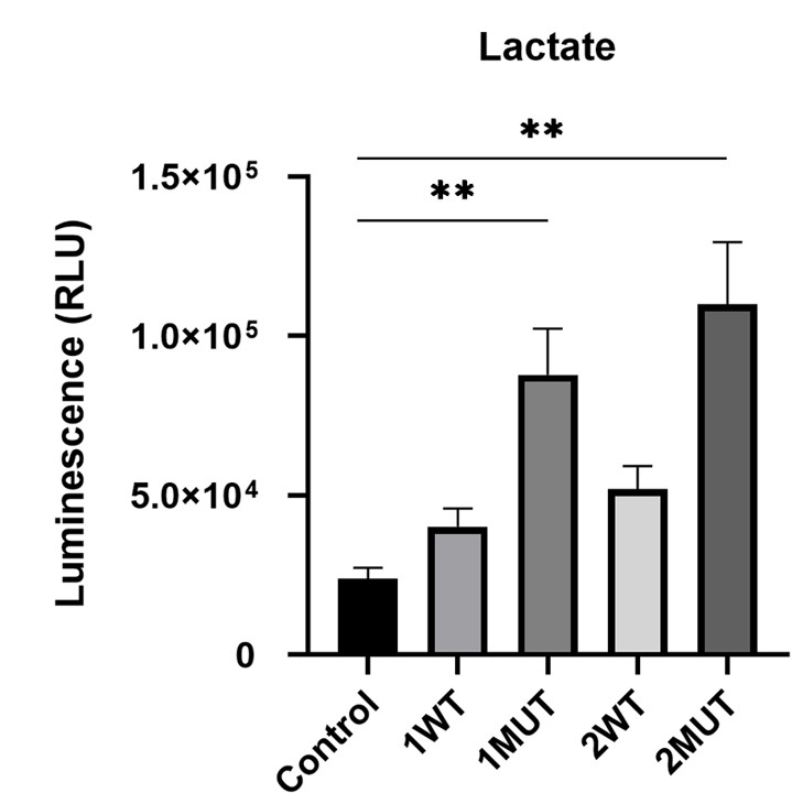 Fig.2 Intracellular lactate levels are increased by IDH1/2 mutations.