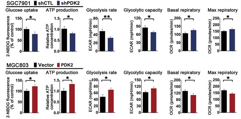 Fig.3 Impact of PDK2 on glucose metabolism.