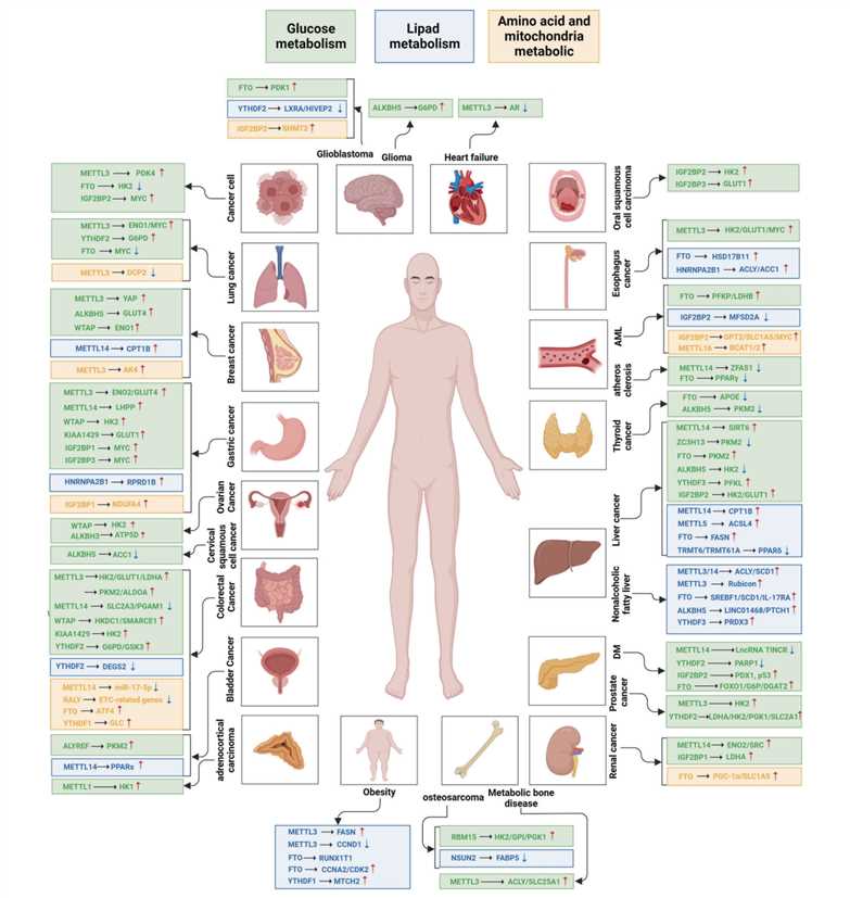 Epigenetic Regulation of RNA Modification on Metabolism in Diseases. (Liu, et al., 2024)