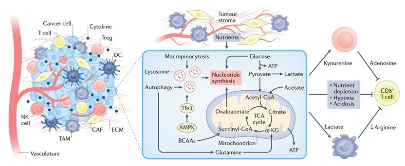 Cellular metabolic crosstalk in the TME.