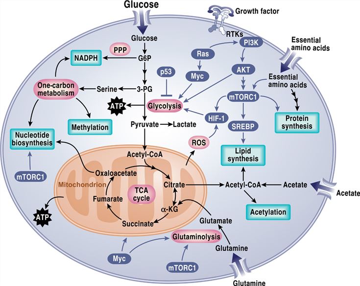 Tumor cellular metabolic signaling pathways.