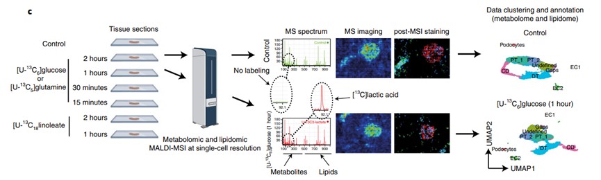 Fig.1 Metabolome and lipidome profiling using MALDI-MSI.