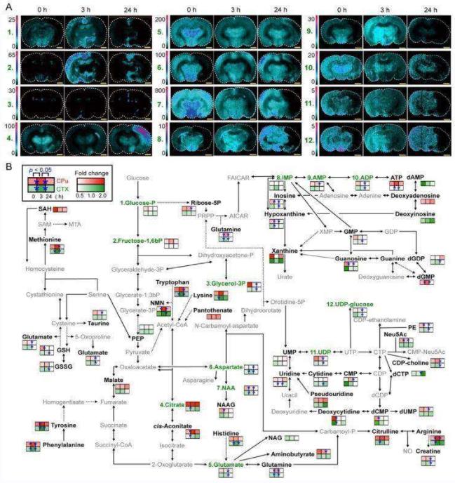 Fig.2 Combined MSI and LC-MS techniques for mapping spatiotemporal metabolite distribution.