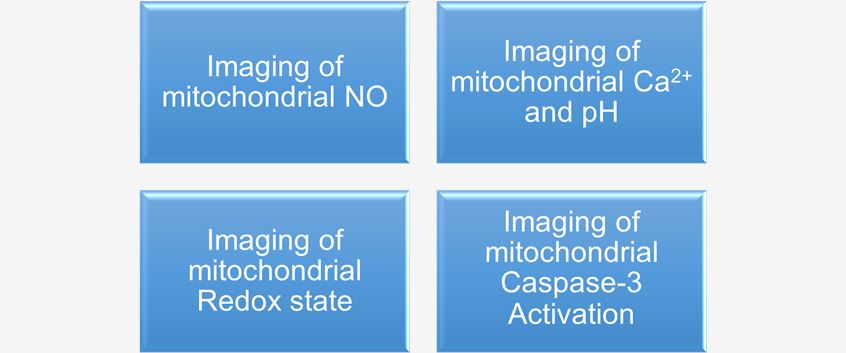 Fluorescence microscopy imaging of mitochondrial structures. (Creative Biolabs Original)