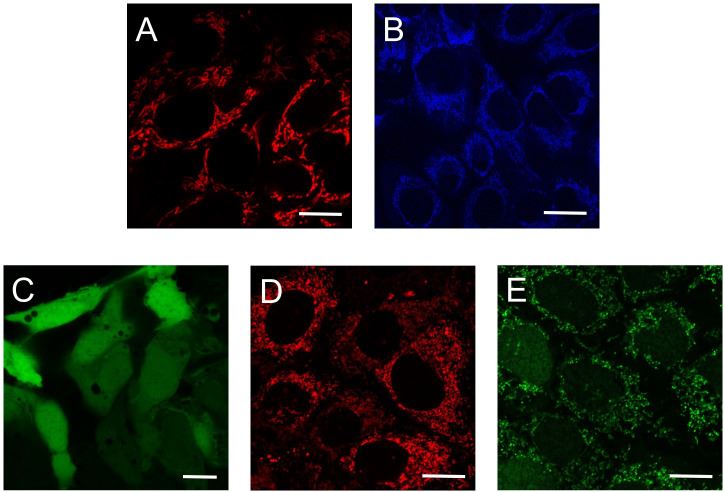 Fig.1 Assessment of mitochondrial metabolic activity.