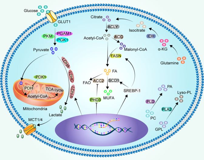 Hypoxia and tumor metabolism.