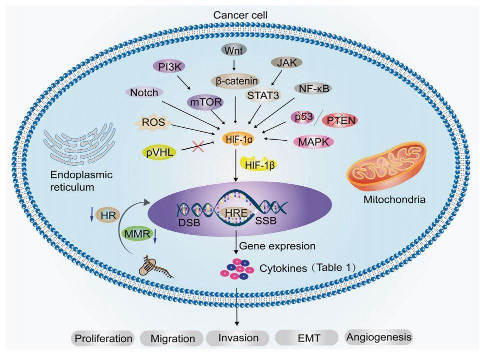 Hypoxia and tumor metabolism.