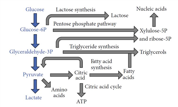 Glycolysis and related metabolic pathways (production of tumor growth molecules).