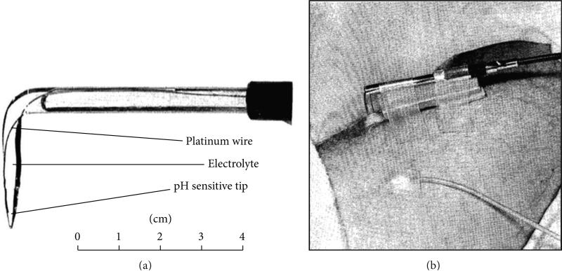 pH microelectrode imaging.