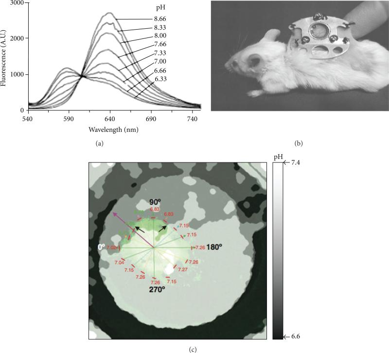 Fluorescence imaging.
