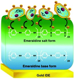 Schematic diagram of how the sensor works.