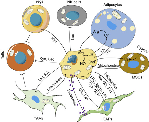 Schematic diagram of tumor-stromal metabolism in tumor microenvironment.