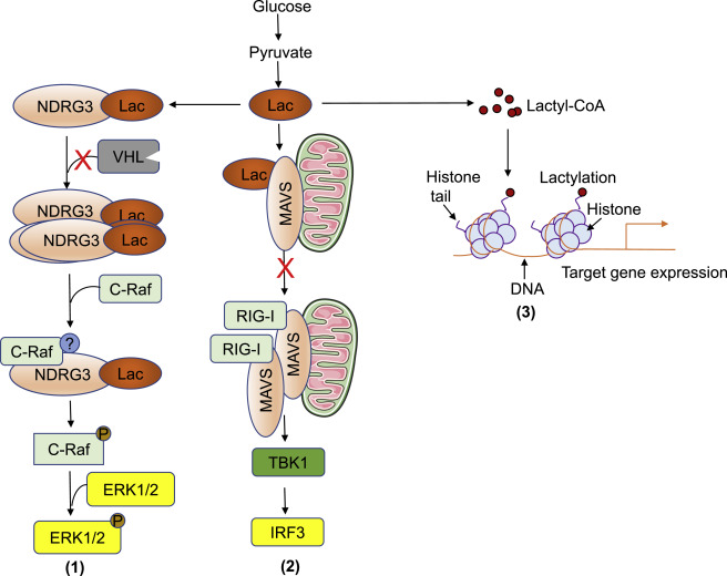 Schematic diagram of tumor-stromal metabolism in tumor microenvironment.
