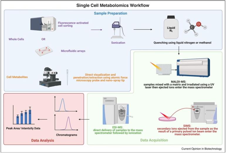 Single Cell Metabolomics' Workflow.