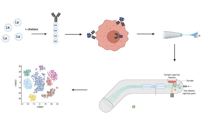 Major steps of a Mass cytometry procedure.