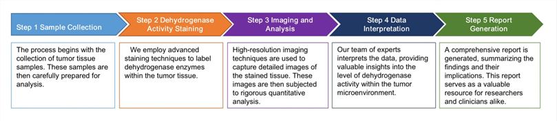 In Situ Dehydrogenase Activity Assay Service. (Creative Biolabs)