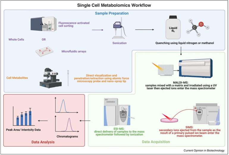 Single Cell Metabolomics' Workflow. (Guo, 2021)