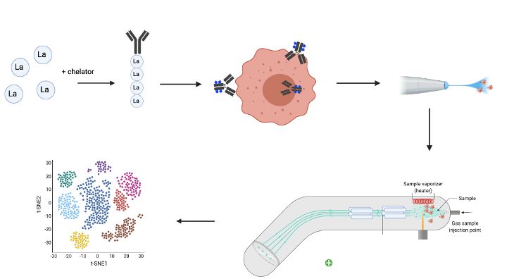 Major steps of a CyTOF procedure.