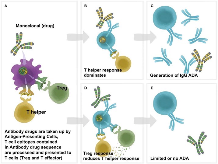 Fig 1. T cell help is necessary for antidrug antibody formation. (OA Literature)