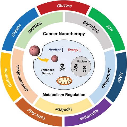 Fig.1 Approaches for regulating metabolism to enhance cancer therapies.