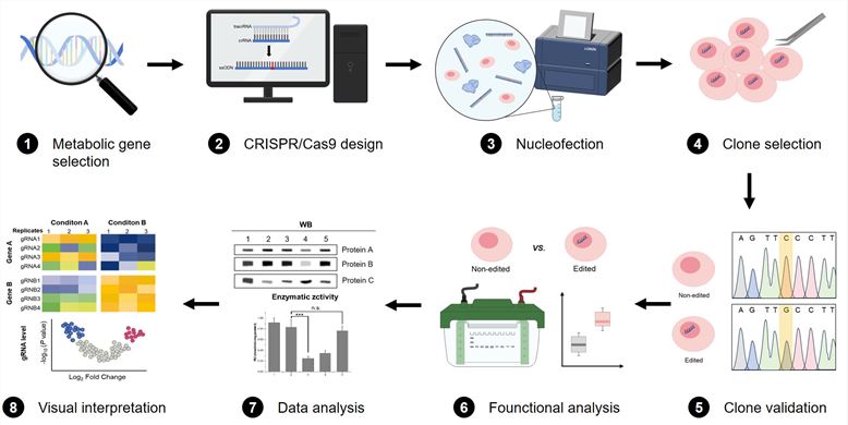 Experimental design for CRISPR/Cas9-based functional assessment.