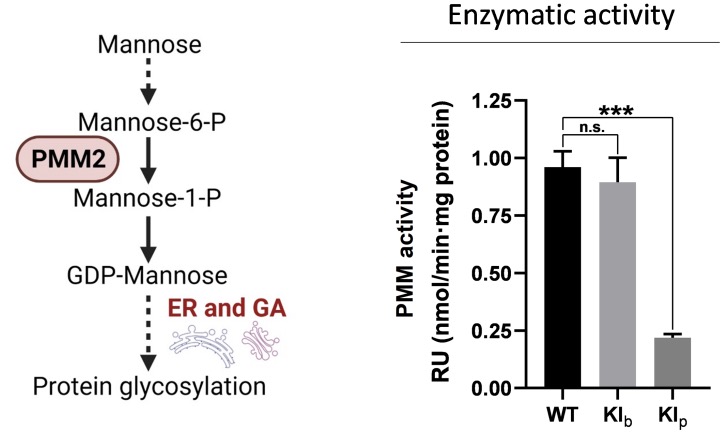 Enzymatic activity analysis of PMM2 KI cells for the c.338C>T variant. (Muñoz-Pujol, et al., 2023)