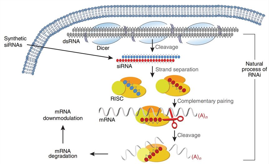 Cellular post-transcriptional silencing mechanism of RNAi